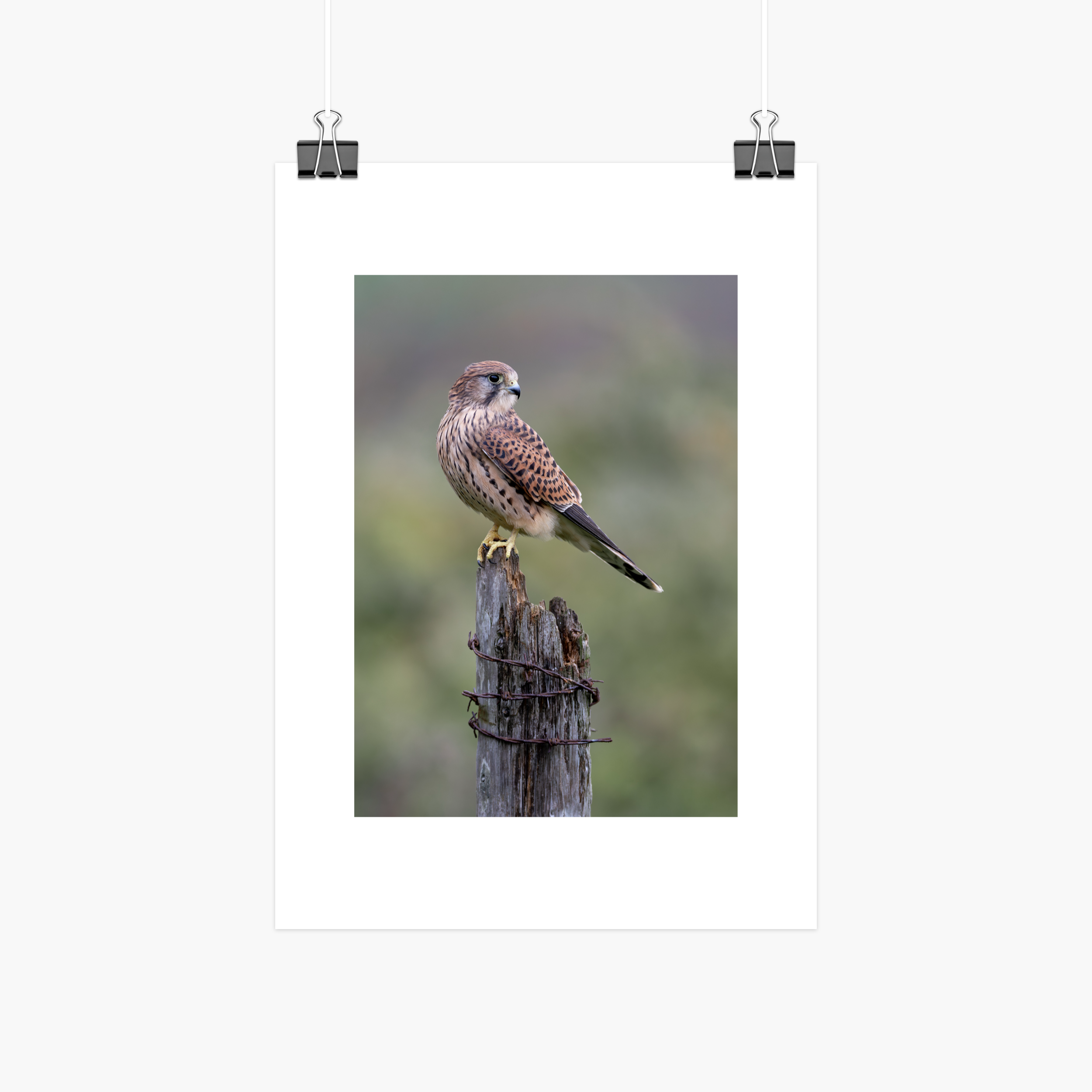 Perched Female Kestrel Print