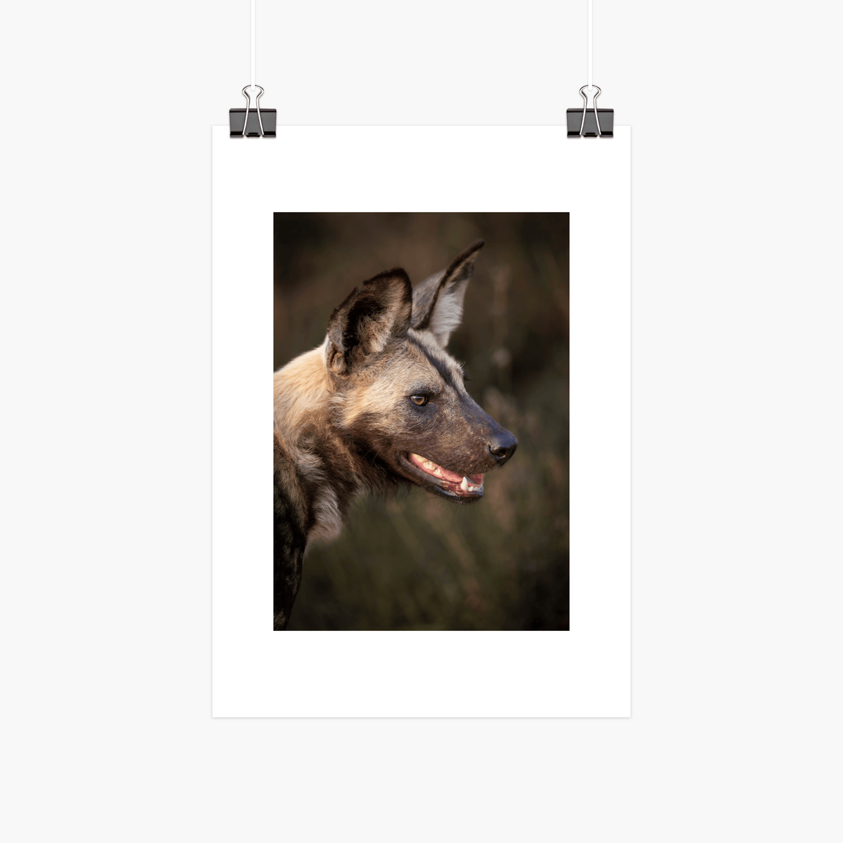 African wild dog A4 photographic print