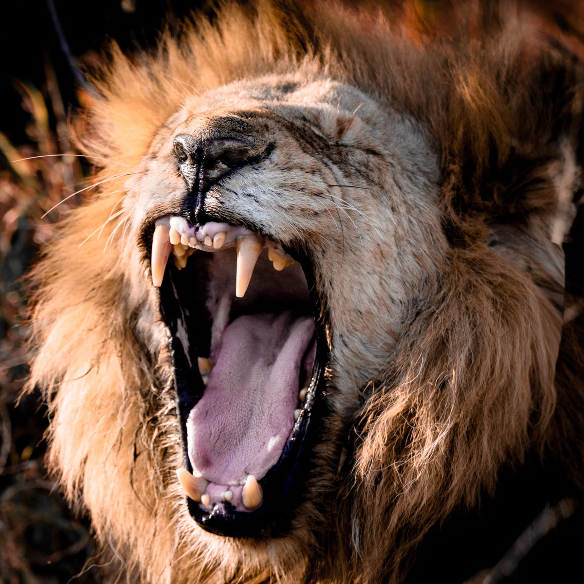 Roaring male lion close up