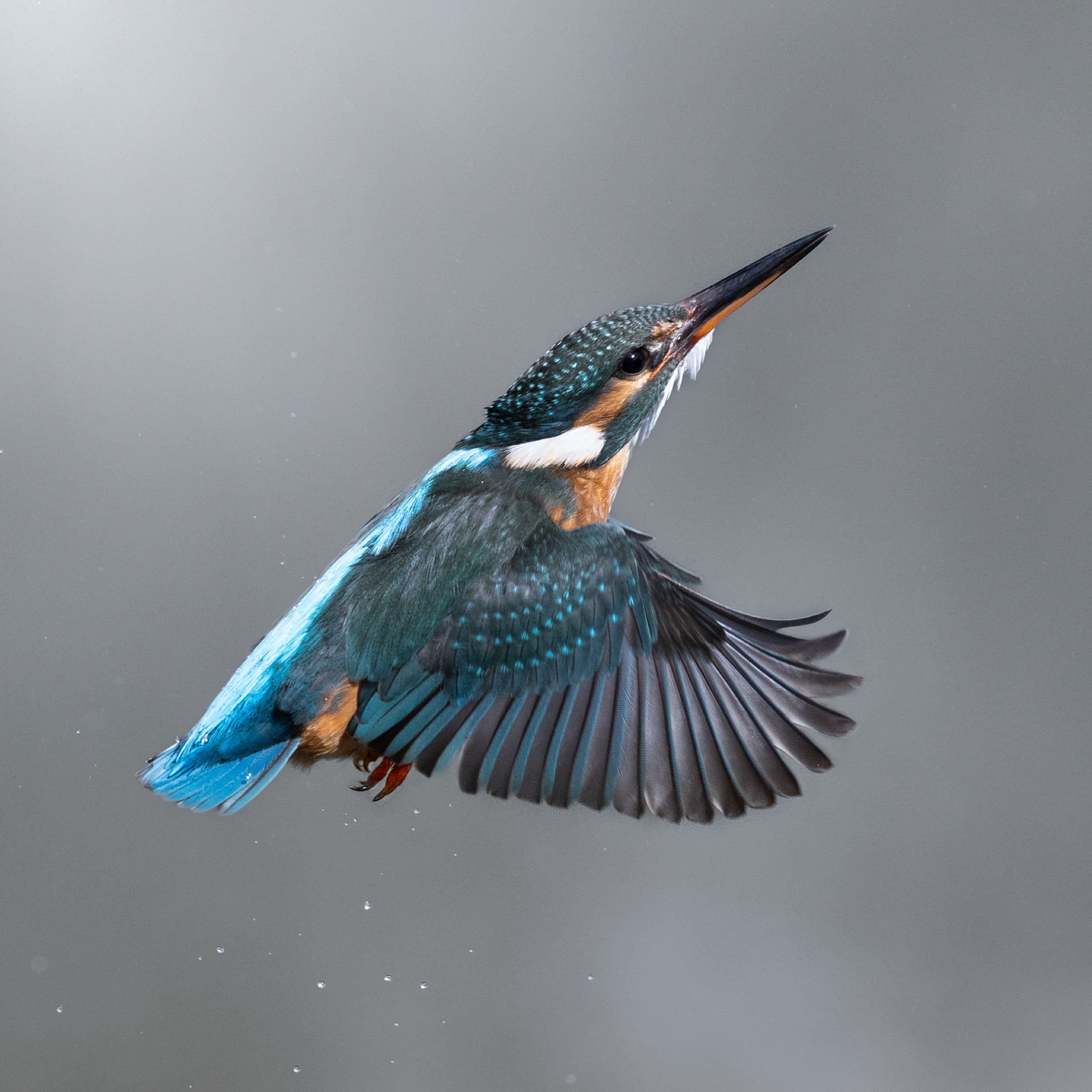 Kingfisher Framed 8x6" Mini Print - Return to Perch