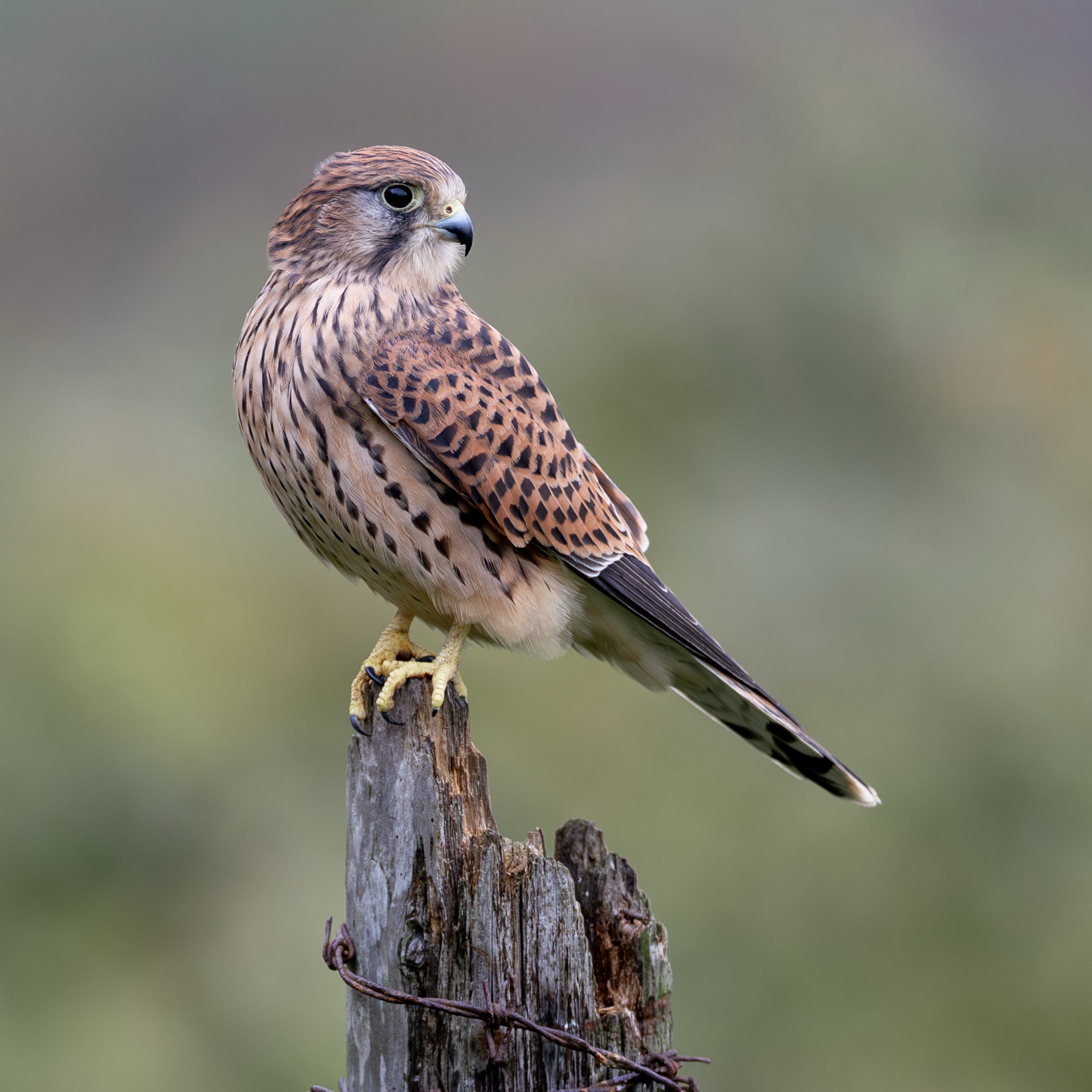 Perched Female Kestrel Print