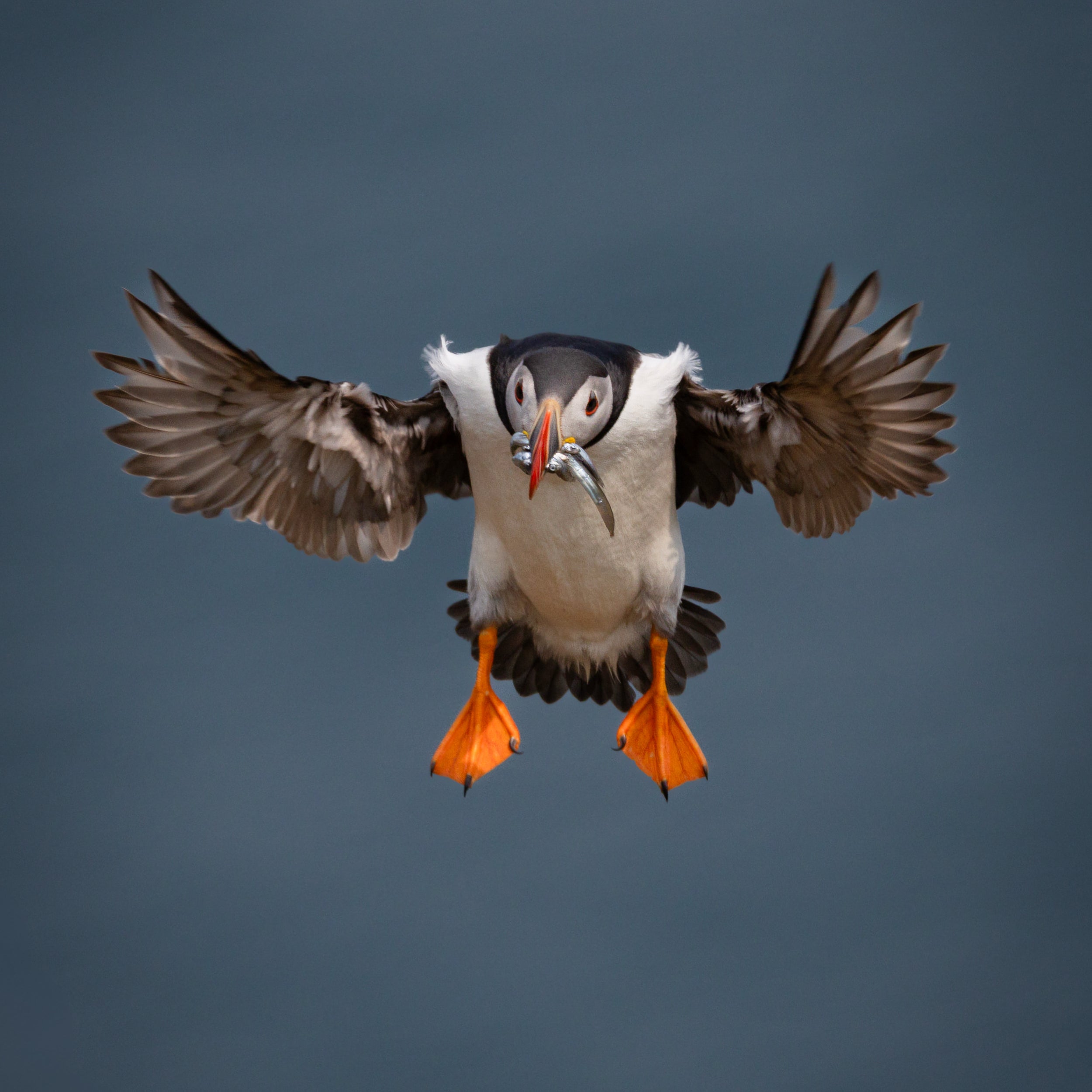 Atlantic Puffin In Flight Print