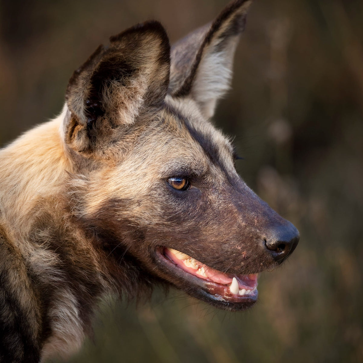 African wild dog print close up