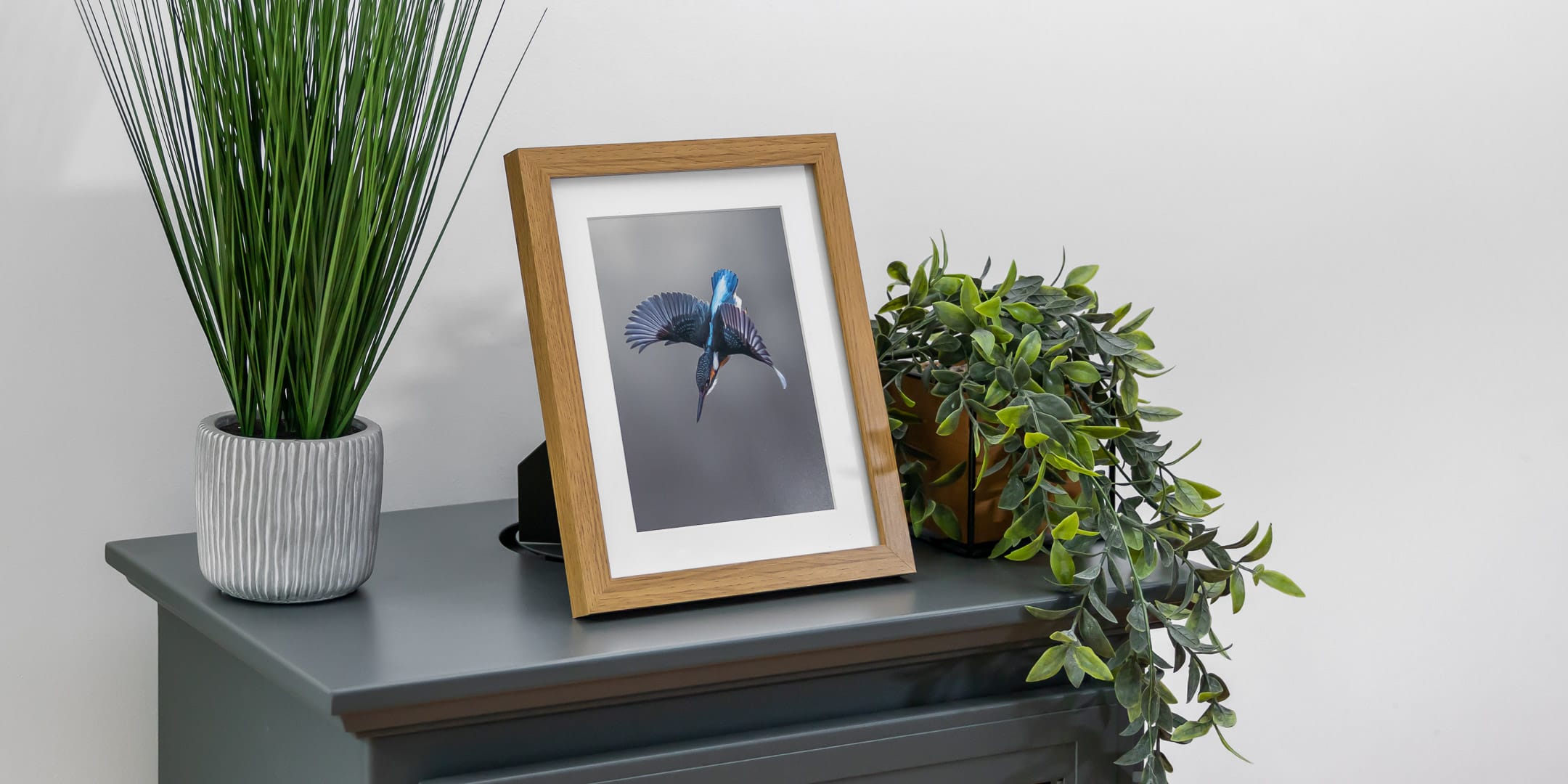 Framed wildlife photograph of a kingfisher diving